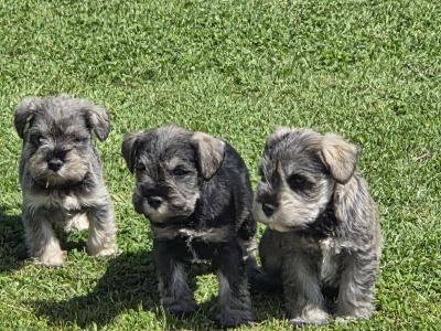 IKC Registered miniature Schnauzer puppies in Wexford