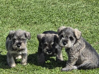 IKC Registered miniature Schnauzer puppies in Wexford