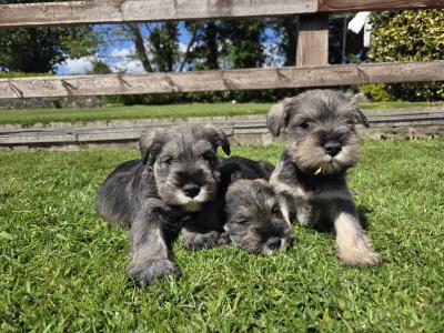 IKC Registered miniature Schnauzer puppies in Wexford