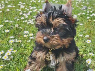 2 Yorkshire Terrier boy puppies left in Roscommon