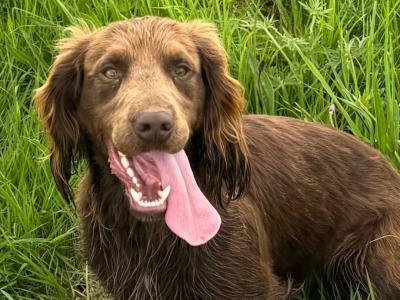 KC Registered Working Cocker for Stud