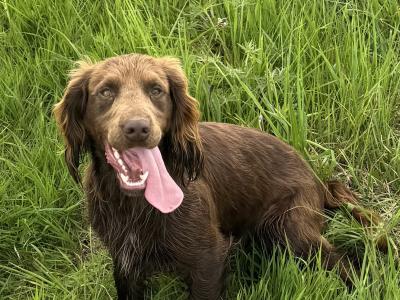 KC Registered Working Cocker for Stud