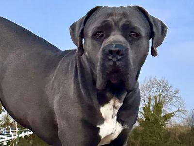 IKC Registered Male Cane Corso Available for Stud