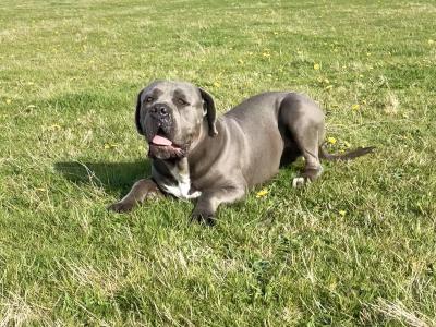 IKC Registered Male Cane Corso Available for Stud