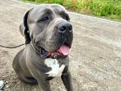 IKC Registered Male Cane Corso Available for Stud