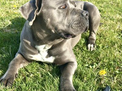 IKC Registered Male Cane Corso Available for Stud