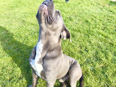 IKC Registered Male Cane Corso Available for Stud