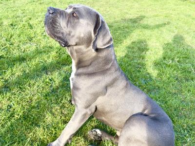 IKC Registered Male Cane Corso Available for Stud