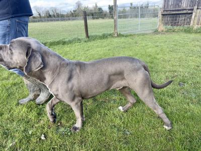 IKC Registered Male Cane Corso Available for Stud