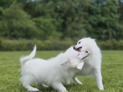 Japanese Spitz puppies in Limerick
