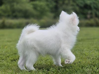 Japanese Spitz puppies in Limerick