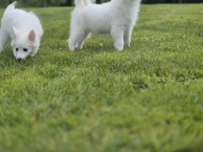 Japanese Spitz puppies in Limerick