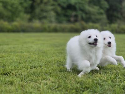 Japanese Spitz puppies in Limerick
