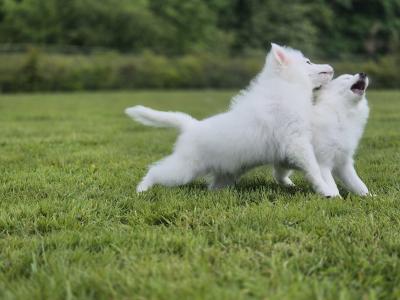 Japanese Spitz puppies in Limerick