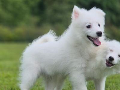 Japanese Spitz puppies in Limerick