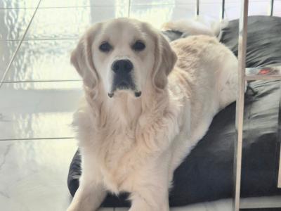 IKC Registered Golden Retriever for Stud in Cavan