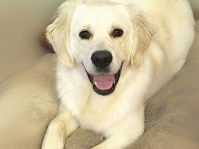 IKC Registered Golden Retriever for Stud in Cavan