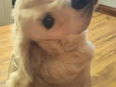 IKC Registered Golden Retriever for Stud in Cavan