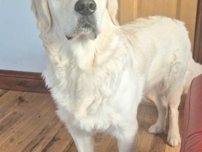 IKC Registered Golden Retriever for Stud in Cavan