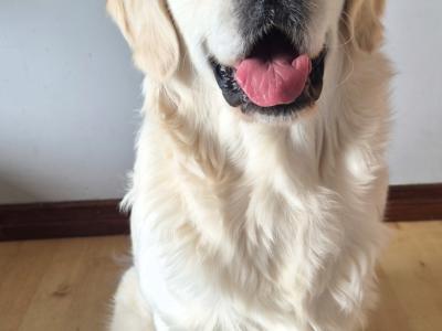 IKC Registered Golden Retriever for Stud in Cavan