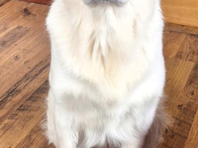 IKC Registered Golden Retriever for Stud in Cavan