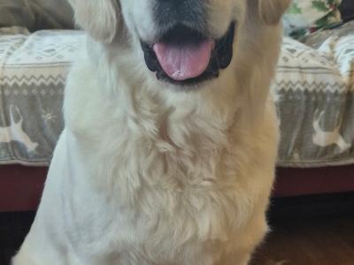 IKC Registered Golden Retriever for Stud in Cavan