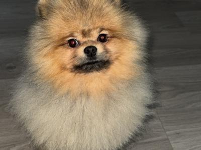 POMERANIAN FOR STUD