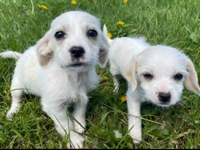 Jack Russell x Bichon Frise puppies in Limerick