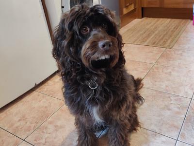 Gentle & affectionate Cockapoo available for stud