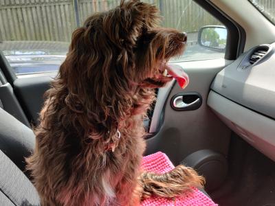 Gentle & affectionate Cockapoo available for stud