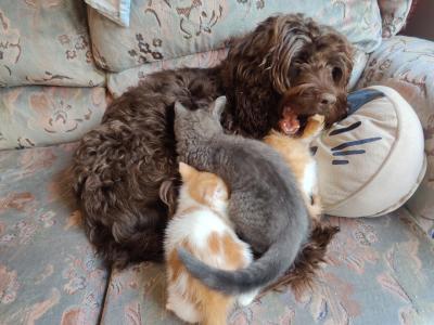 Gentle & affectionate Cockapoo available for stud