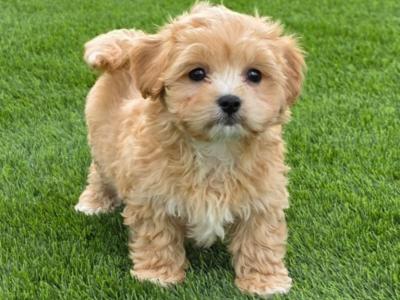 Maltese x Cavapoo puppies in Limerick