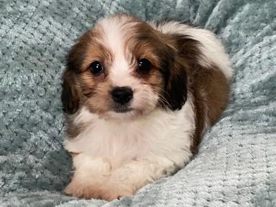 Adorable Cavachon puppies in Sligo