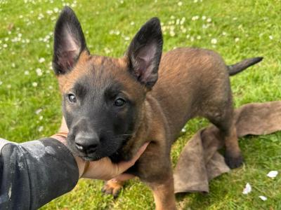 Belgian Malinois puppies in Tyrone. knpv x ringsport FCI IKC Registered(pending) working line