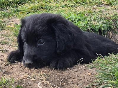 Beautiful Blue eyed German Shepherd x Cocker Spaniel puppies for sale in Wexford