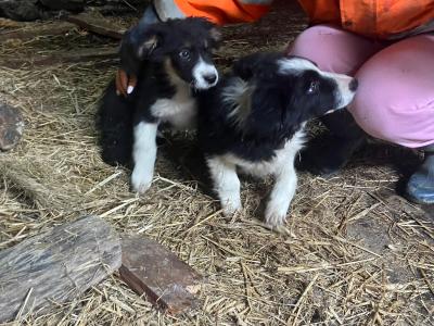 Lovely Border Collie puppies in Monaghan.... Just one pup left!