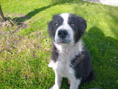 Lovely Border Collie puppies in Monaghan