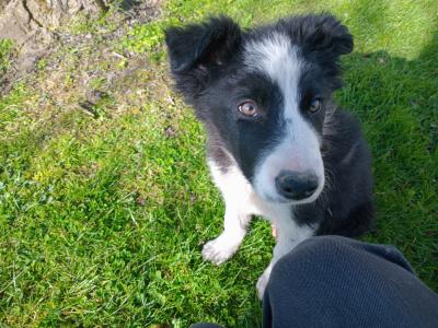 Lovely Border Collie puppies in Monaghan.... Just one pup left!