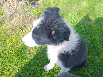 Lovely Border Collie puppies in Monaghan.... Just one pup left!