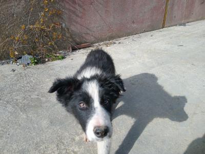 Lovely Border Collie puppies in Monaghan.... Just one pup left!
