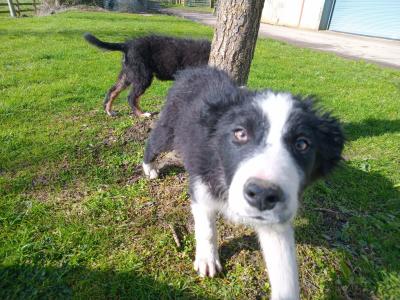Lovely Border Collie puppies in Monaghan.... Just one pup left!