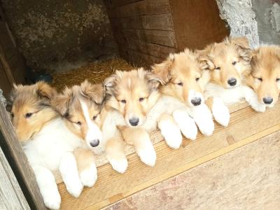 Rough Collie pups (lassie type) 3 males, 1 female remaining