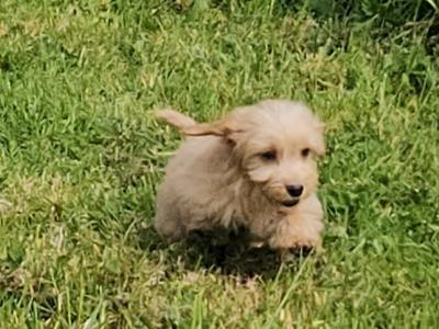 Doxiepoo puppies (blue grey female available