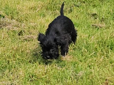 Doxiepoo puppies (blue grey female available