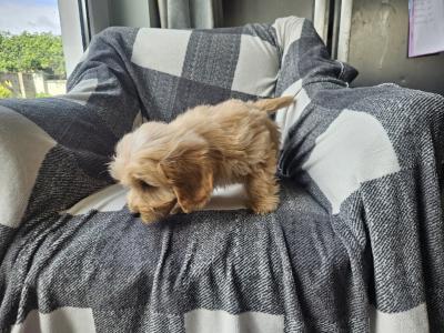 Doxiepoo puppies (blue grey female available