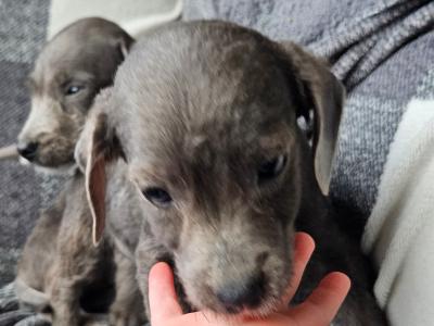 Doxiepoo puppies (blue grey female available
