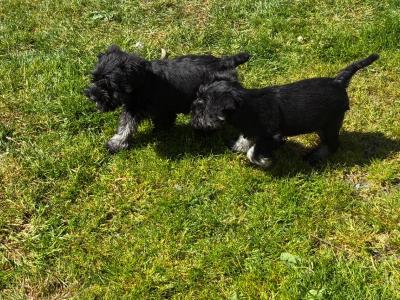 Miniature Schnauzer puppies in Longford