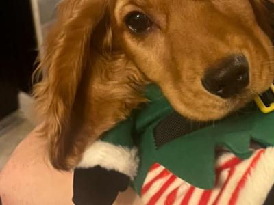 Cocker Spaniel for stud in Galway