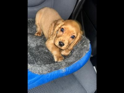 Cocker Spaniel for stud in Galway