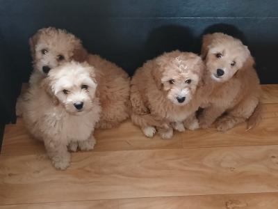 Cockapoo , (1 male remaining)